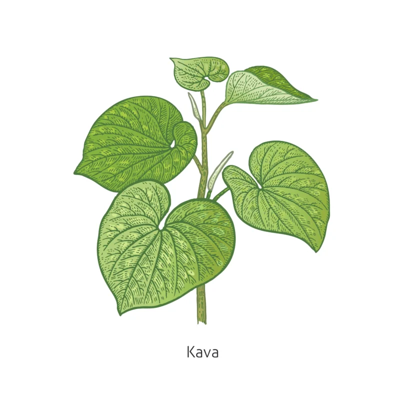 Kava benefits and effects