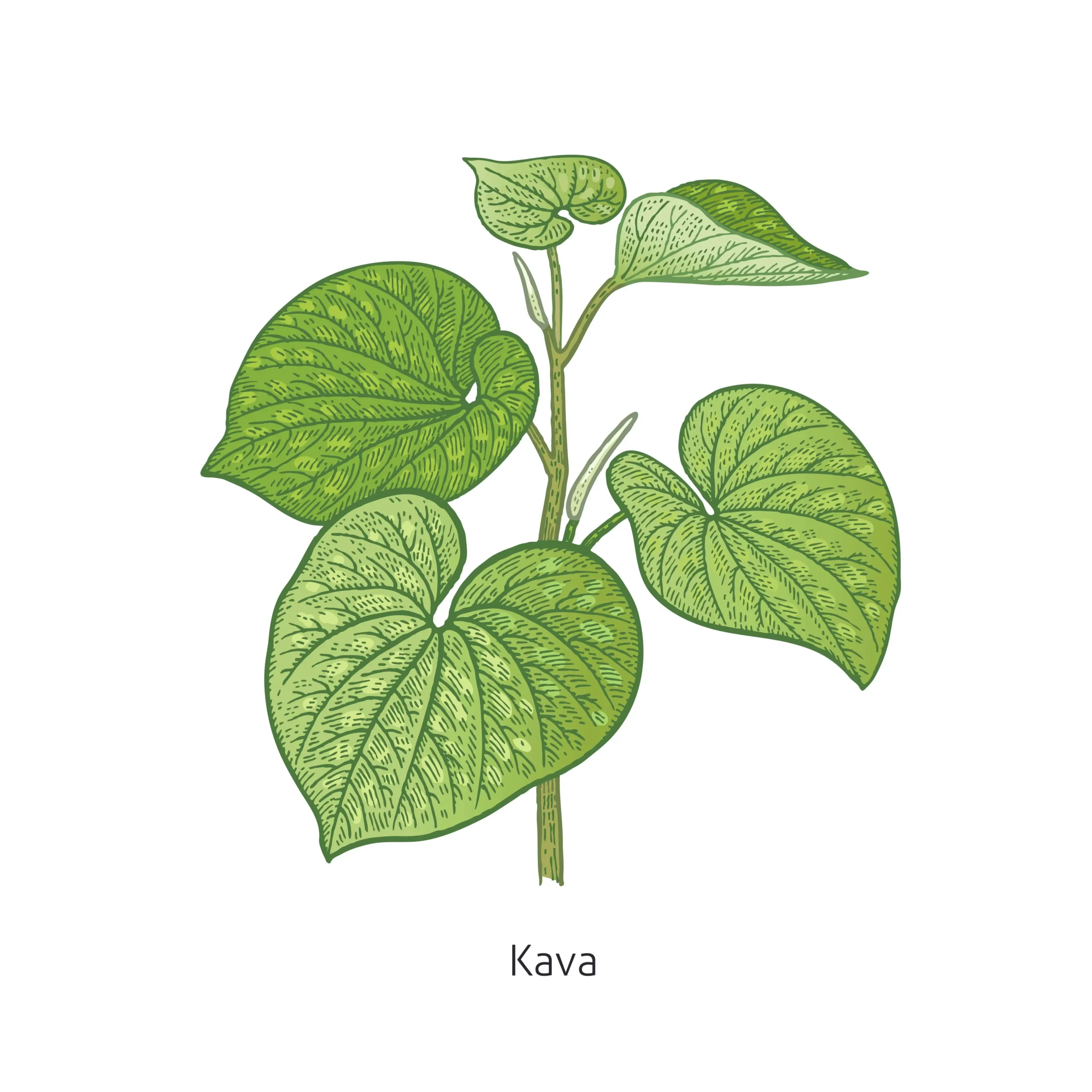 Kava benefits and effects